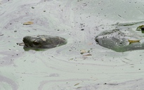 Cụ rùa Hồ Gươm nổi trong ngày mở đầu “chiến dịch" cứu chữa